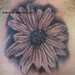 tattoos/ - daisy - 45269